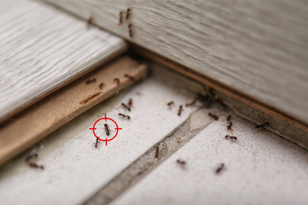 Best Affordable Pest Control Services  in Chinook, MT