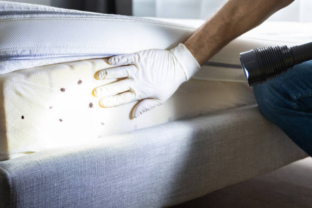 Best Local Pest Control Services  in Chinook, MT