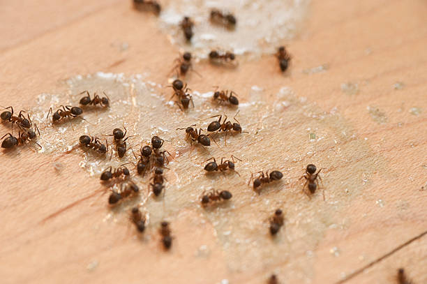 Best Commercial Pest Control Services  in Chinook, MT